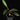 Ledebouria socialis