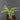 Ledebouria socialis