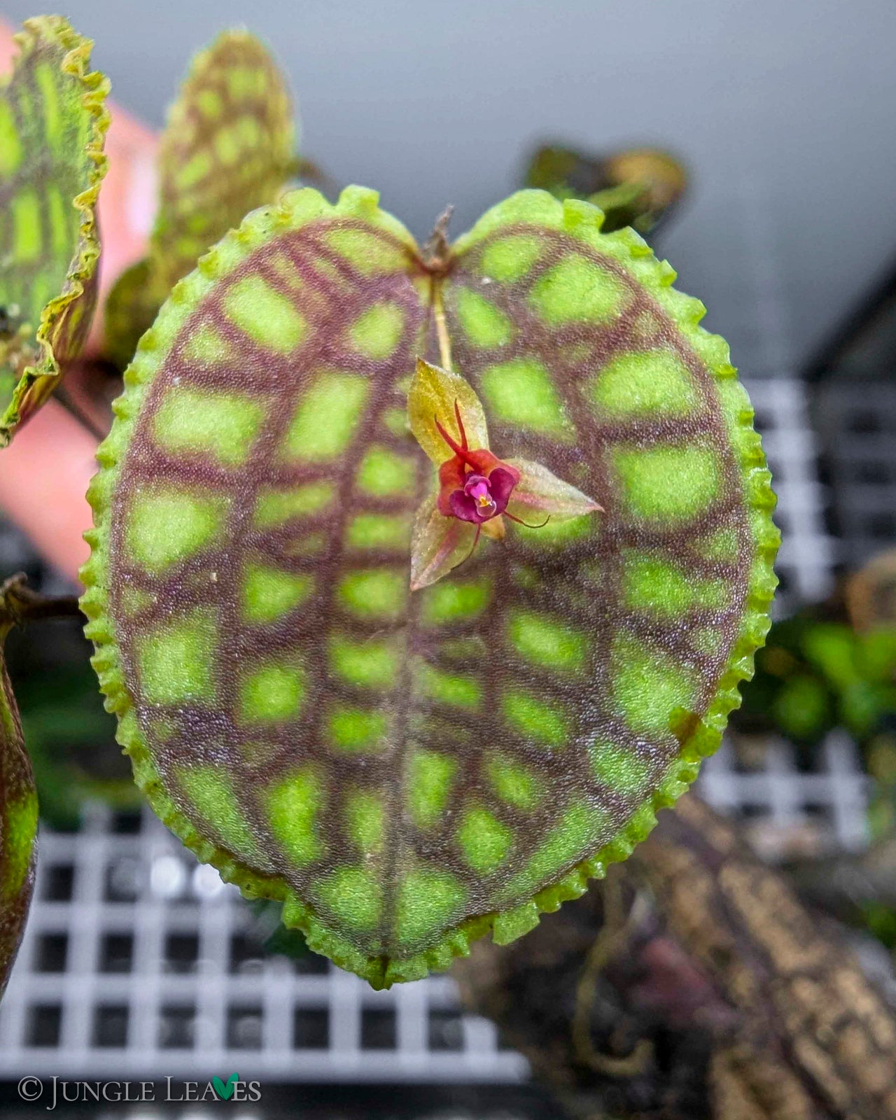 Lepanthes calodictyon €34.99 - Jungle Leaves