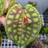Lepanthes calodictyon