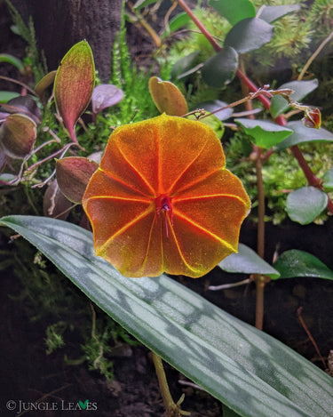 Lepanthes telipogoniflora