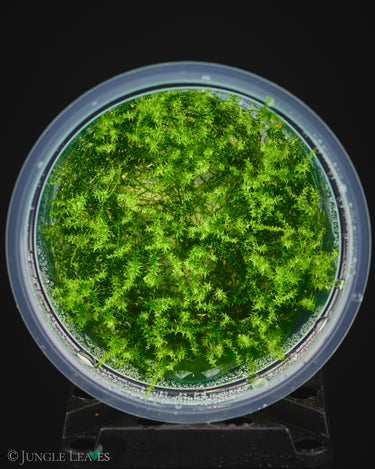 Leptodictyum riparium