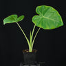 Leucocasia gigantea 'Laosy Giant'