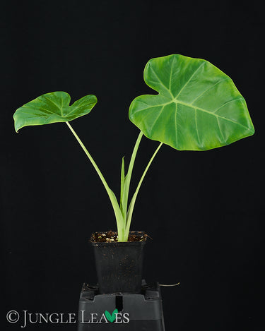 Leucocasia gigantea 'Laosy Giant'