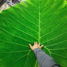 Leucocasia gigantea 'Thailand Giant'