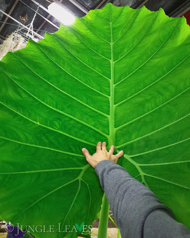 Leucocasia gigantea 'Thailand Giant'