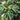 Licuala mattanensis Mapu