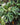 Licuala mattanensis Mapu