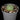 Lophophora williamsii