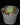 Lophophora williamsii