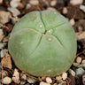 Lophophora williamsii