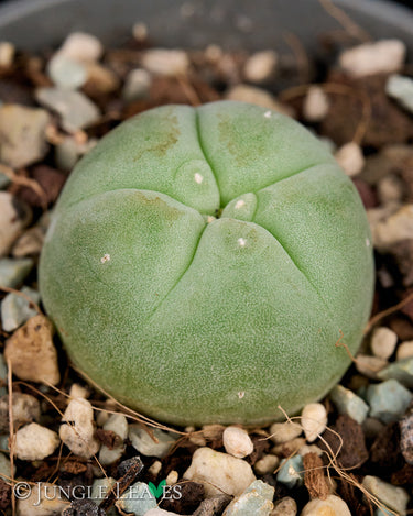 Lophophora williamsii