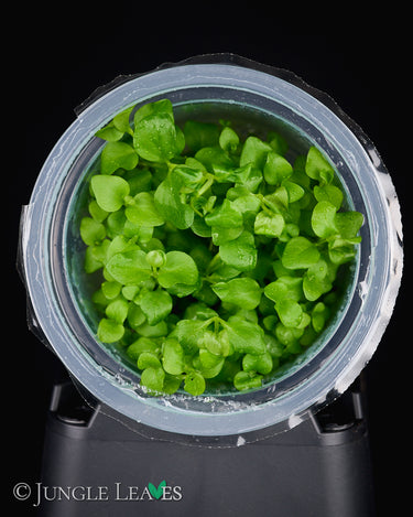 Lysimachia nummularia (Pfennigkraut) in Vitro