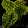Macodes petola