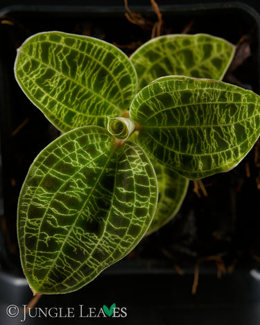Macodes petola