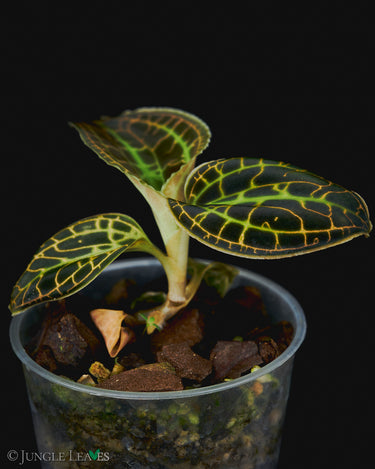 Macodes sanderiana