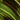 Maranta leuconeura 'Fantasy' 'Light veins'