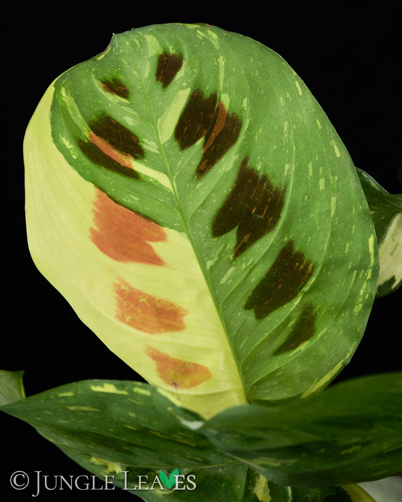 Maranta leuconeura 'Kerchoveana' Variegata €14.99