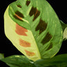 Maranta leuconeura 'Kerchoveana' variegata