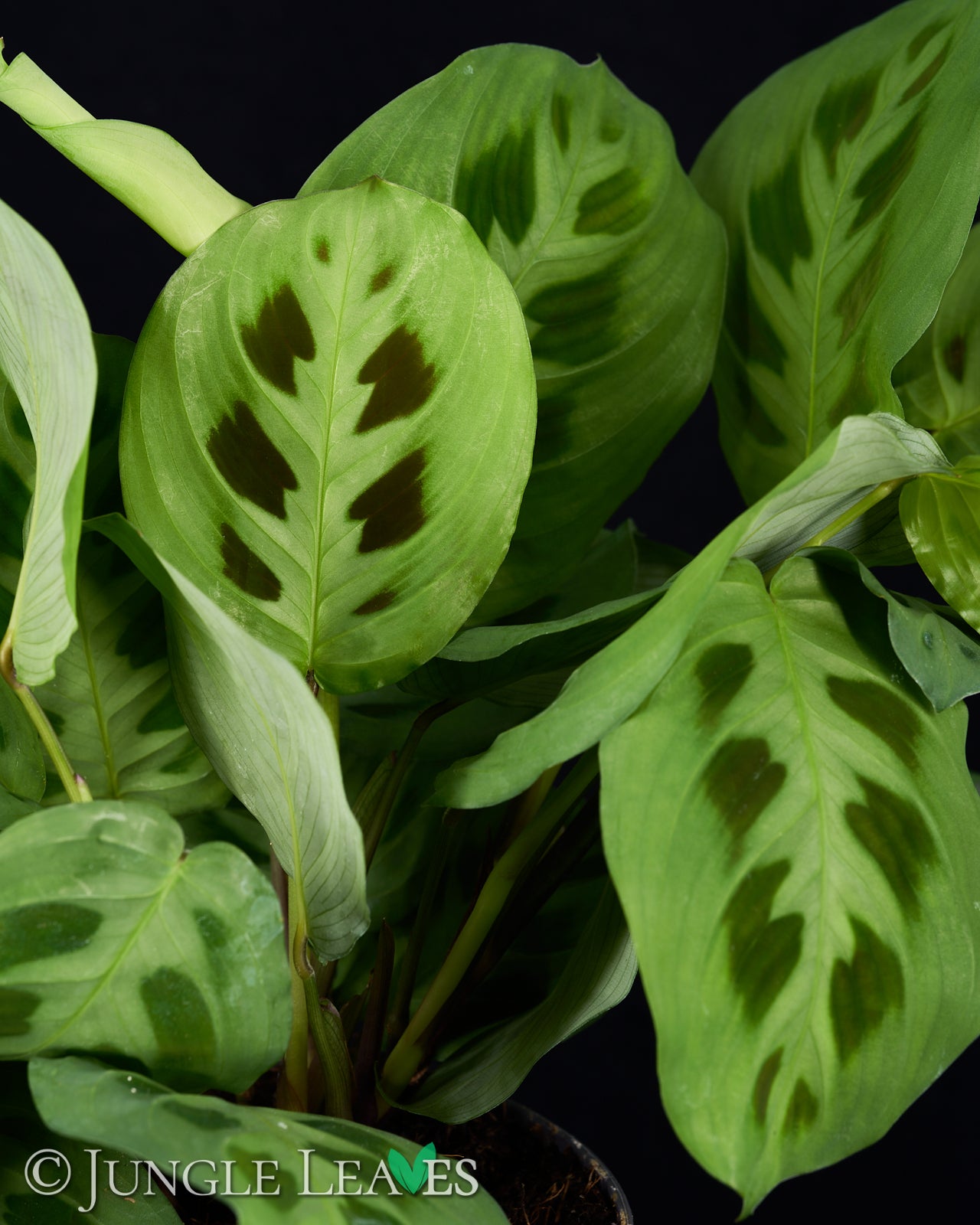 Maranta leuconeura 'Kerchoveana' 9,99€