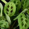 Maranta leuconeura 'Kerchoveana'