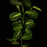 Maranta leuconeura 'Lemon Lime'
