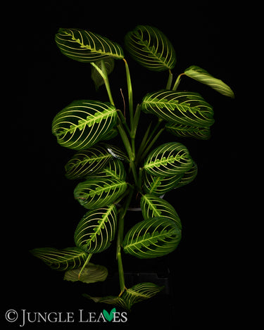 Maranta leuconeura 'Lemon Lime'