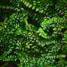 Marcgravia sp. Peru