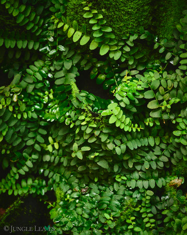 Marcgravia sp. Peru