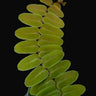 Marcgravia umbellata