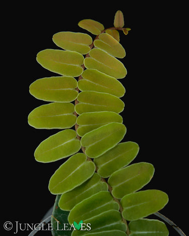 Marcgravia umbellata