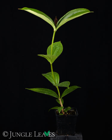 Medinilla teysmannii
