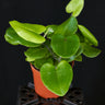 Mickelopteris cordata S