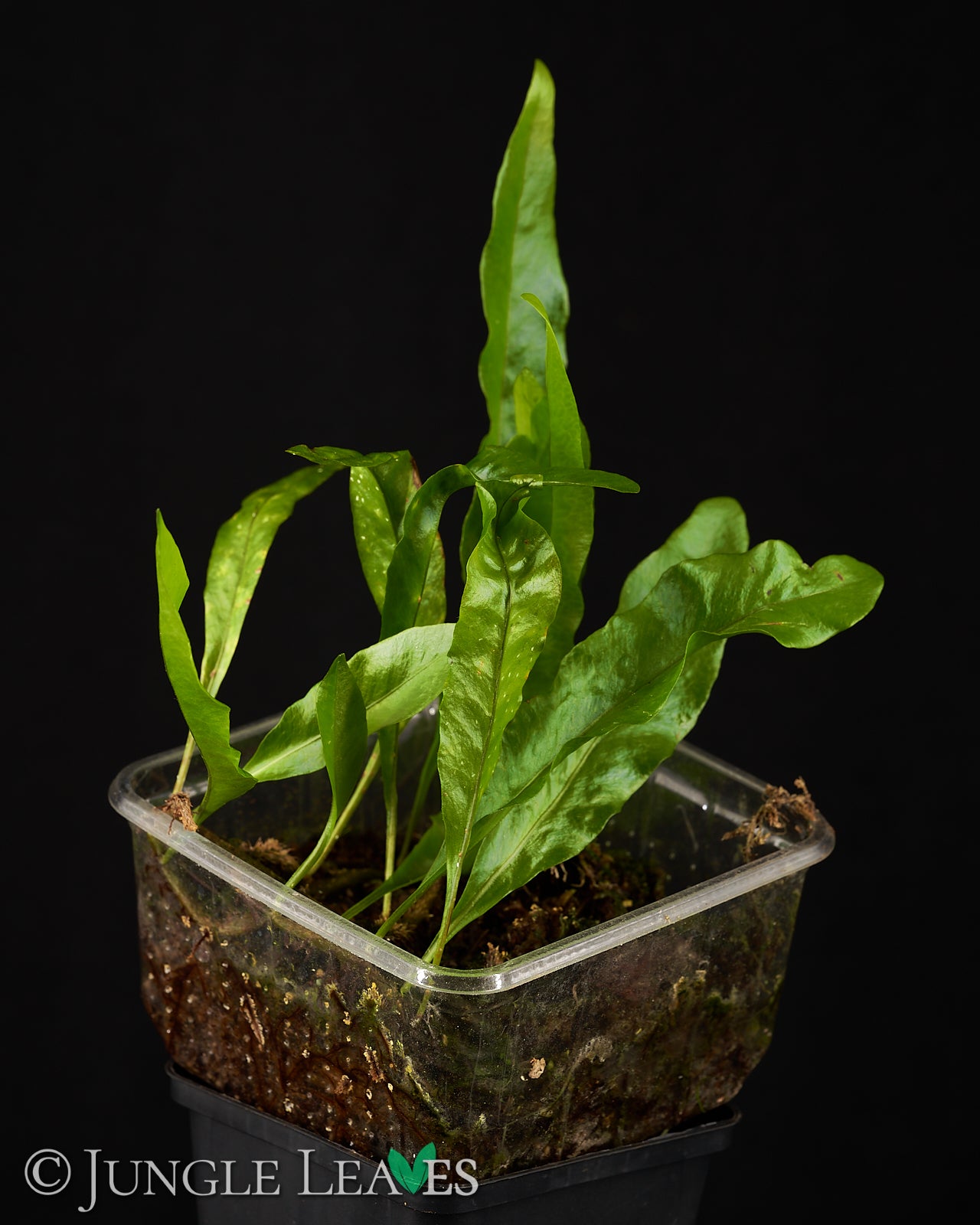 Microgramma lycopodioides 14,99€