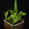 Microgramma lycopodioides
