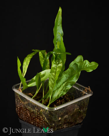 Microgramma lycopodioides
