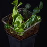 Microgramma nitida 02