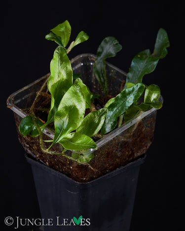 Microgramma nitida 02