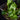 Microgramma nitida 03