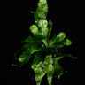 Microsorum musifolium