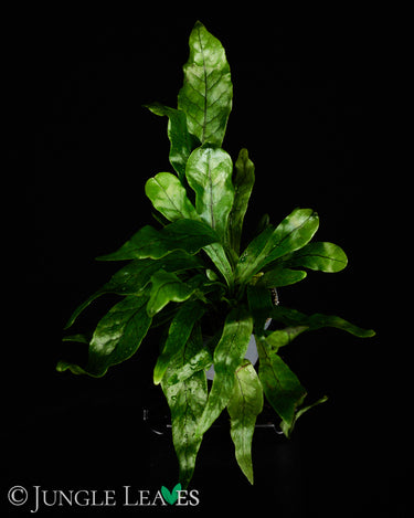 Microsorum musifolium