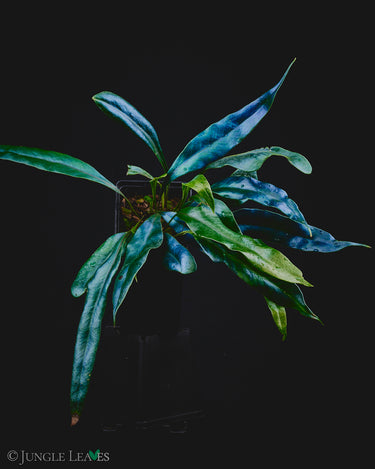 Microsorum siamense x thailandicum