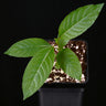 Mitragyna speciosa