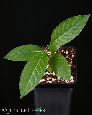 Mitragyna speciosa