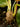 Monolena primuliflora