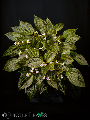 Monolena primuliflora