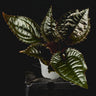 Monolena primuliflora 'Midnight Glory'