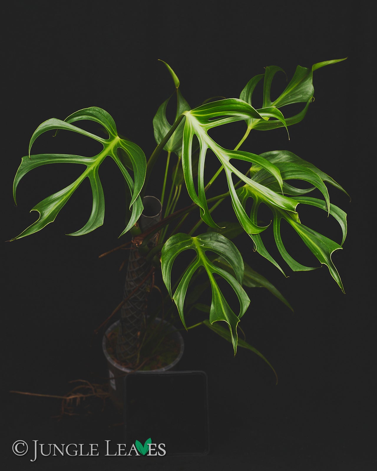 Monstera 'Burle Marx's Flame' – Jungle Leaves