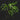Monstera Burle Marxs Flame