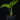 Monstera 'Esqueleto' S